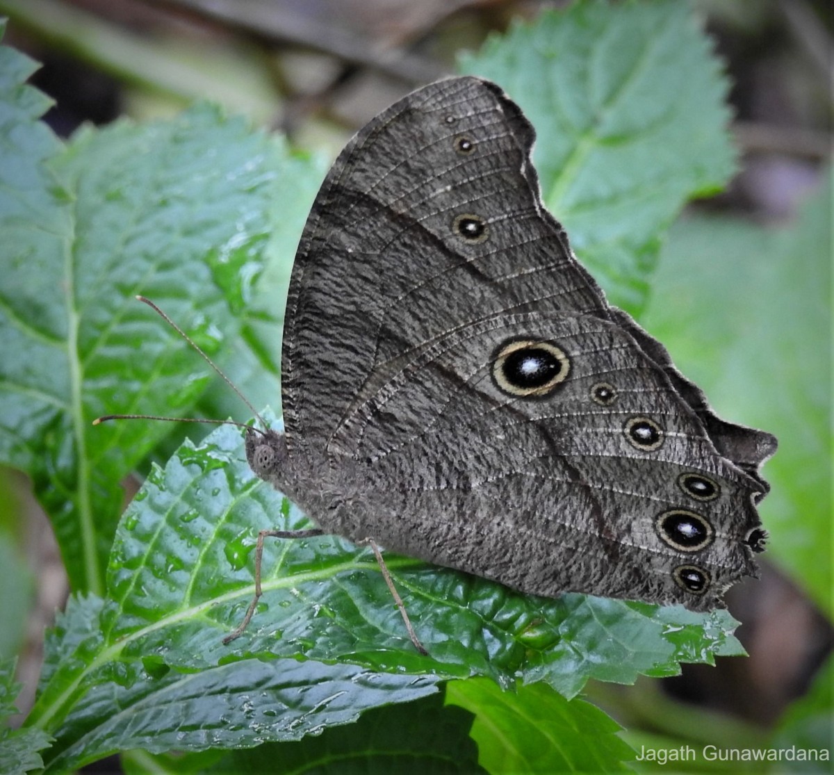 Melanitis leda Linnaeus, 1763